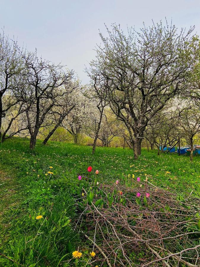 Cottage Modrich Struga Ngoại thất bức ảnh